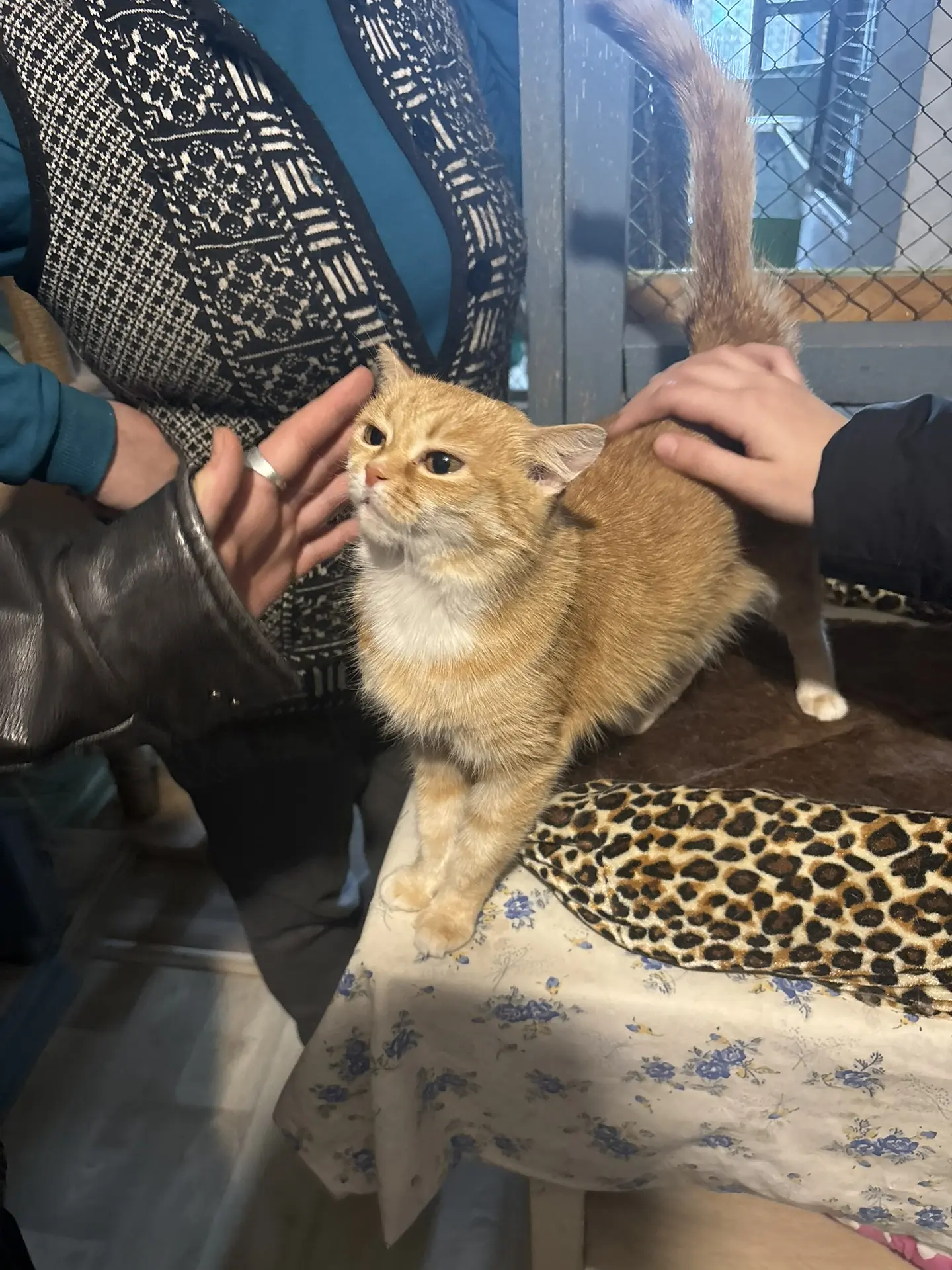 Ученики нашей школы побывали в гостях у подопечных приюта «Кошкин дом», чтобы передать все подарки л