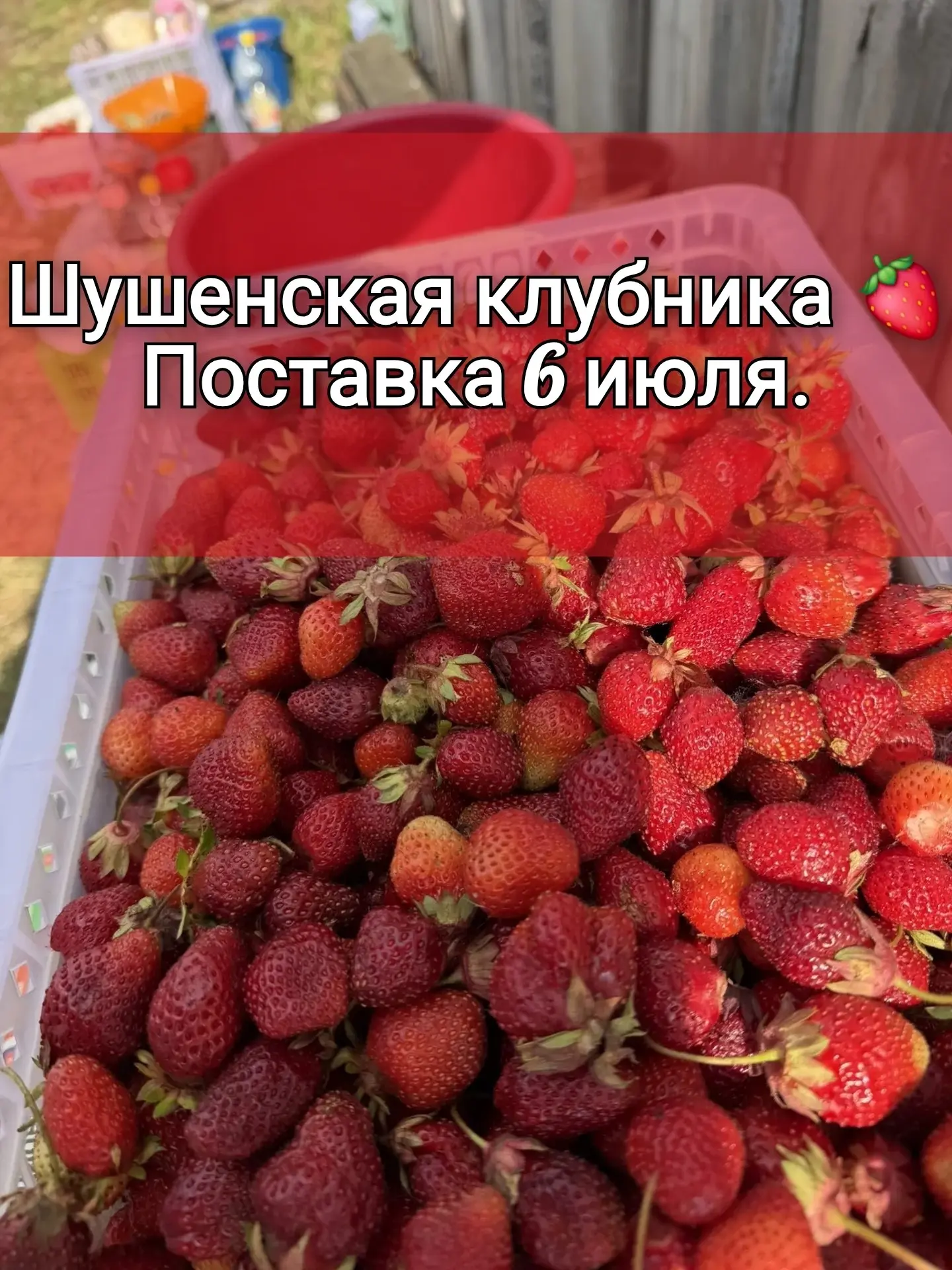 Шушенская клубника 🍓

На сегодня вся ягода закончилась ‼️

Поставка 6 июля.
Принимаем ваши заказы. 