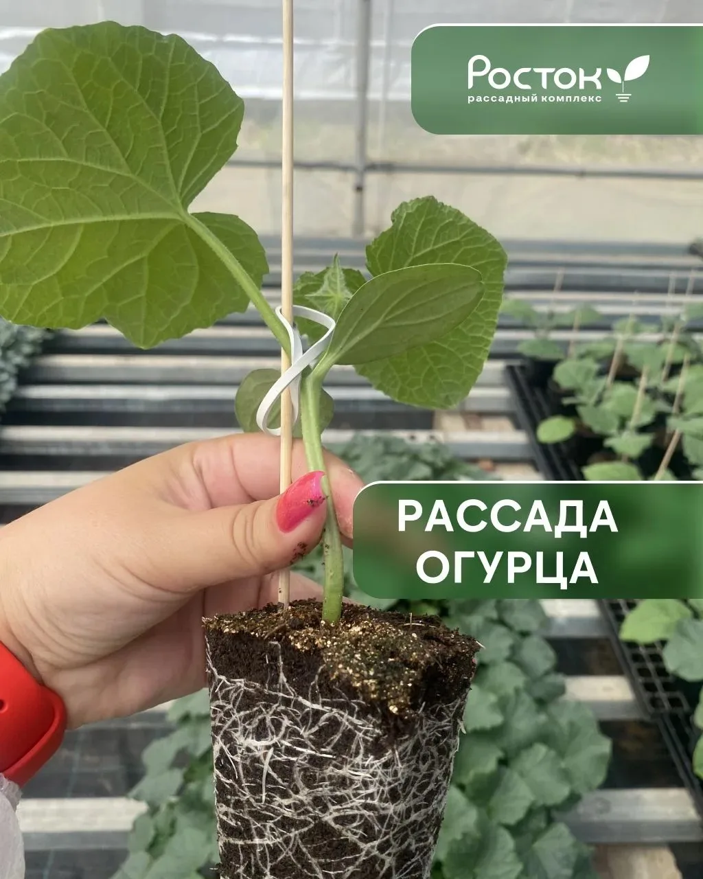 Второй оборот вот-вот! Успейте заказать рассаду огурца в «Ростке» 🌿

Время второго оборота приходит
