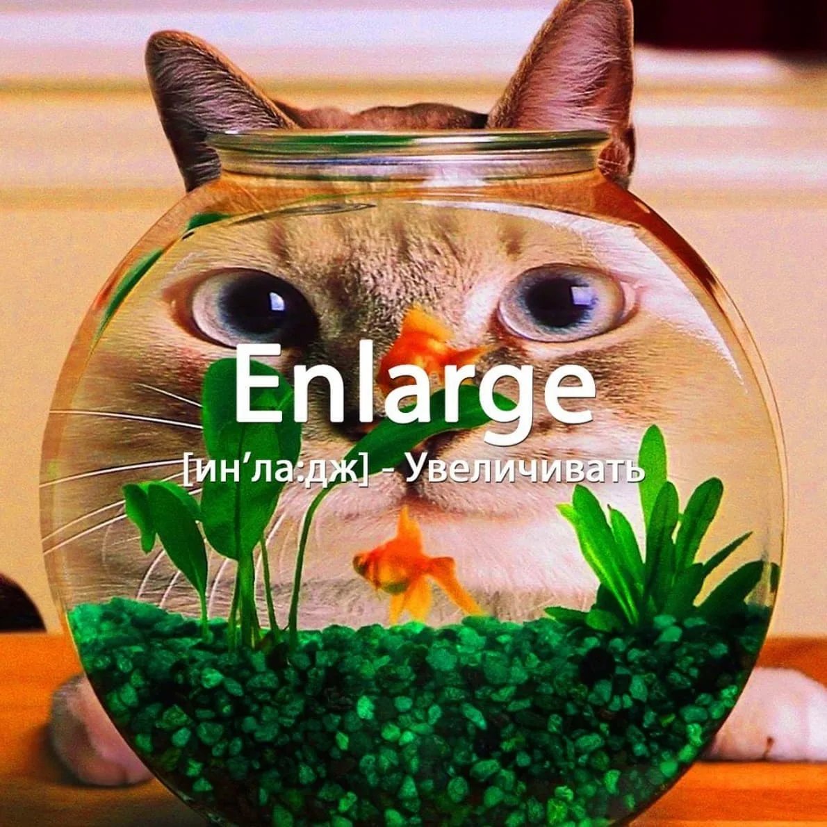 Enlarge