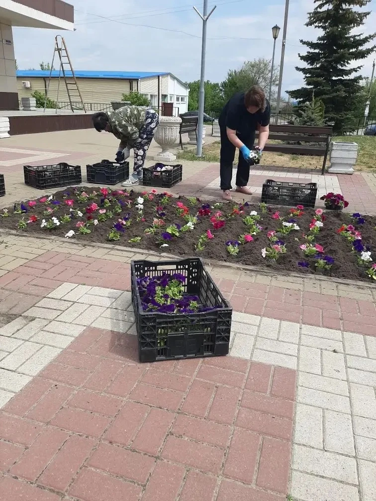 В парке Дома Культуры начали высаживать рассаду цветов петунии 🌺 
Закуплено более 1000 штук рассады