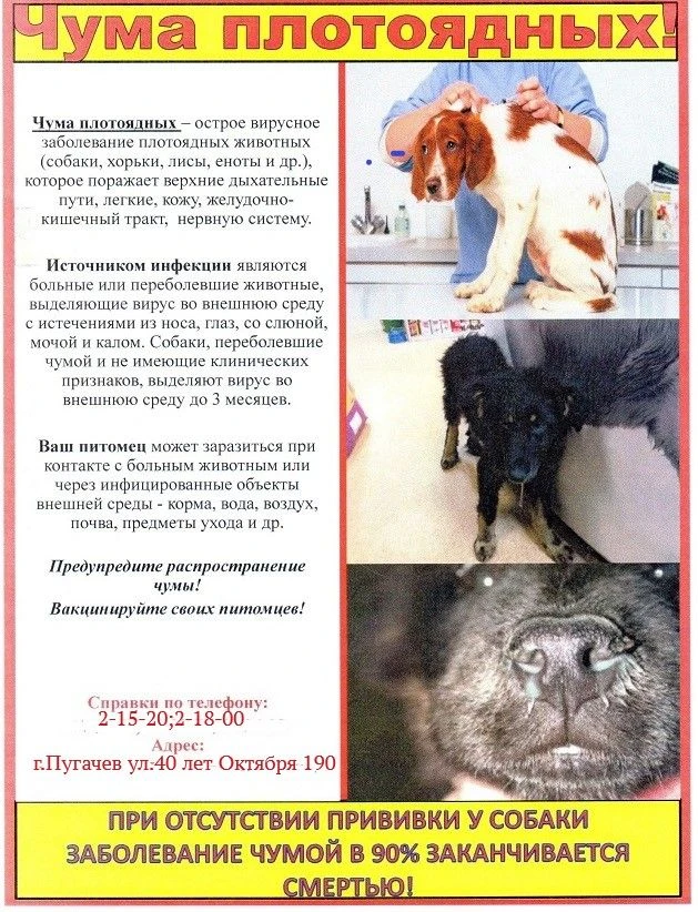 Чума плотоядных – высококонтагиозное распространенное заболевание, сопровождающееся высокой температ