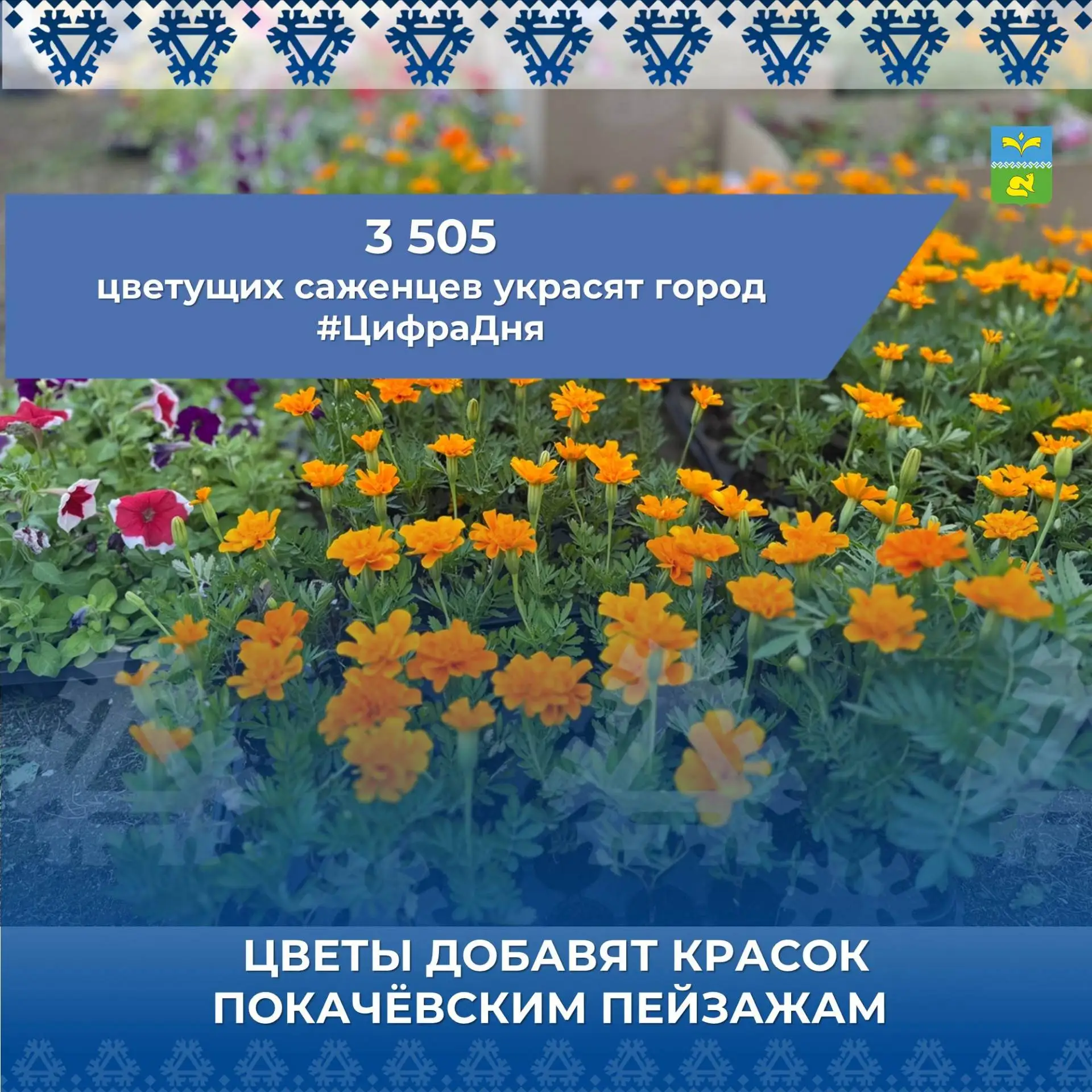 🍀 Три с половиной тысячи саженцев приобретены  в местном питомнике, где однолетние цветущие растени