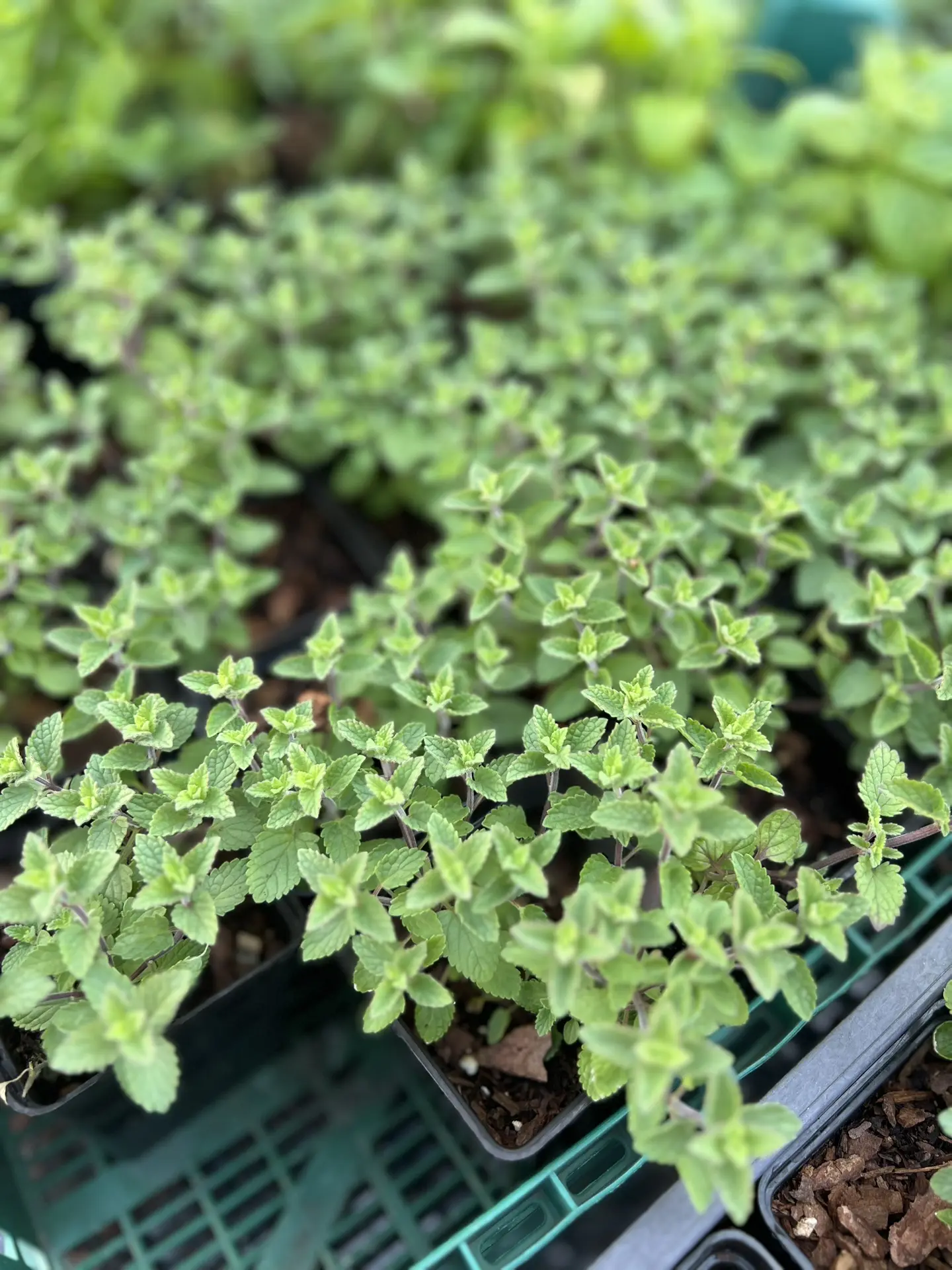 🌿🌿🌿Новая партия котовников.