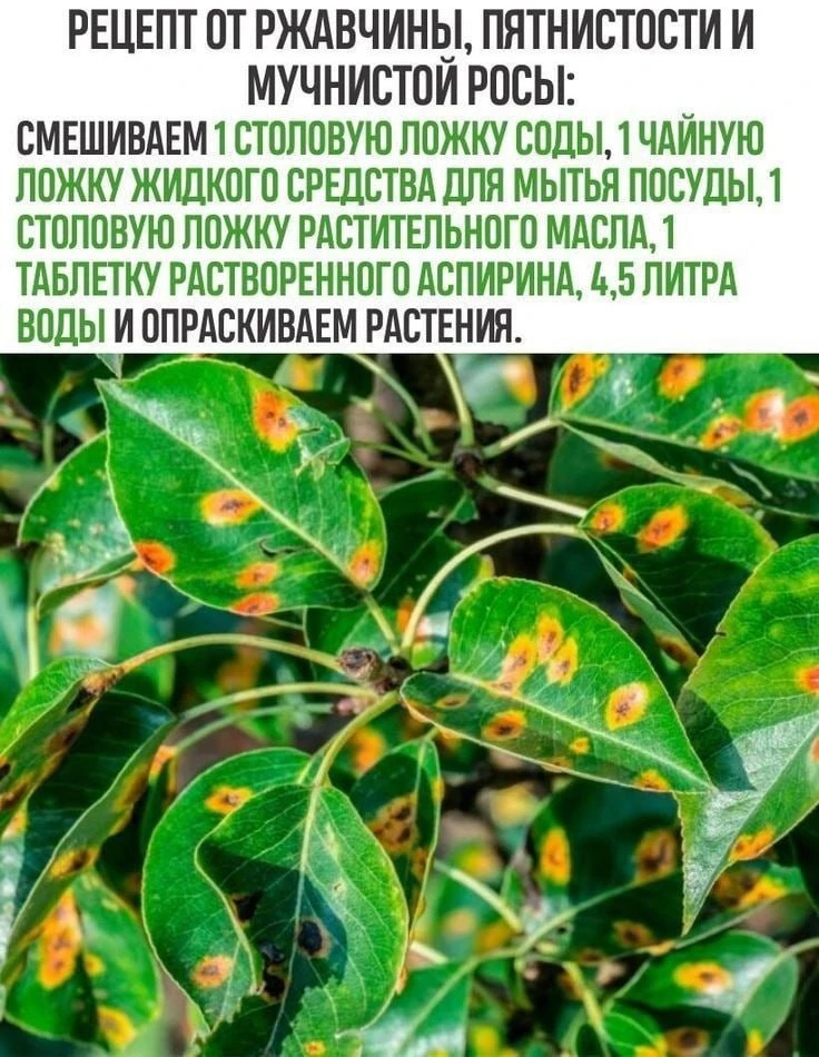Рабочий рецепт от ржавчины, пятнистости и мучнистой росы