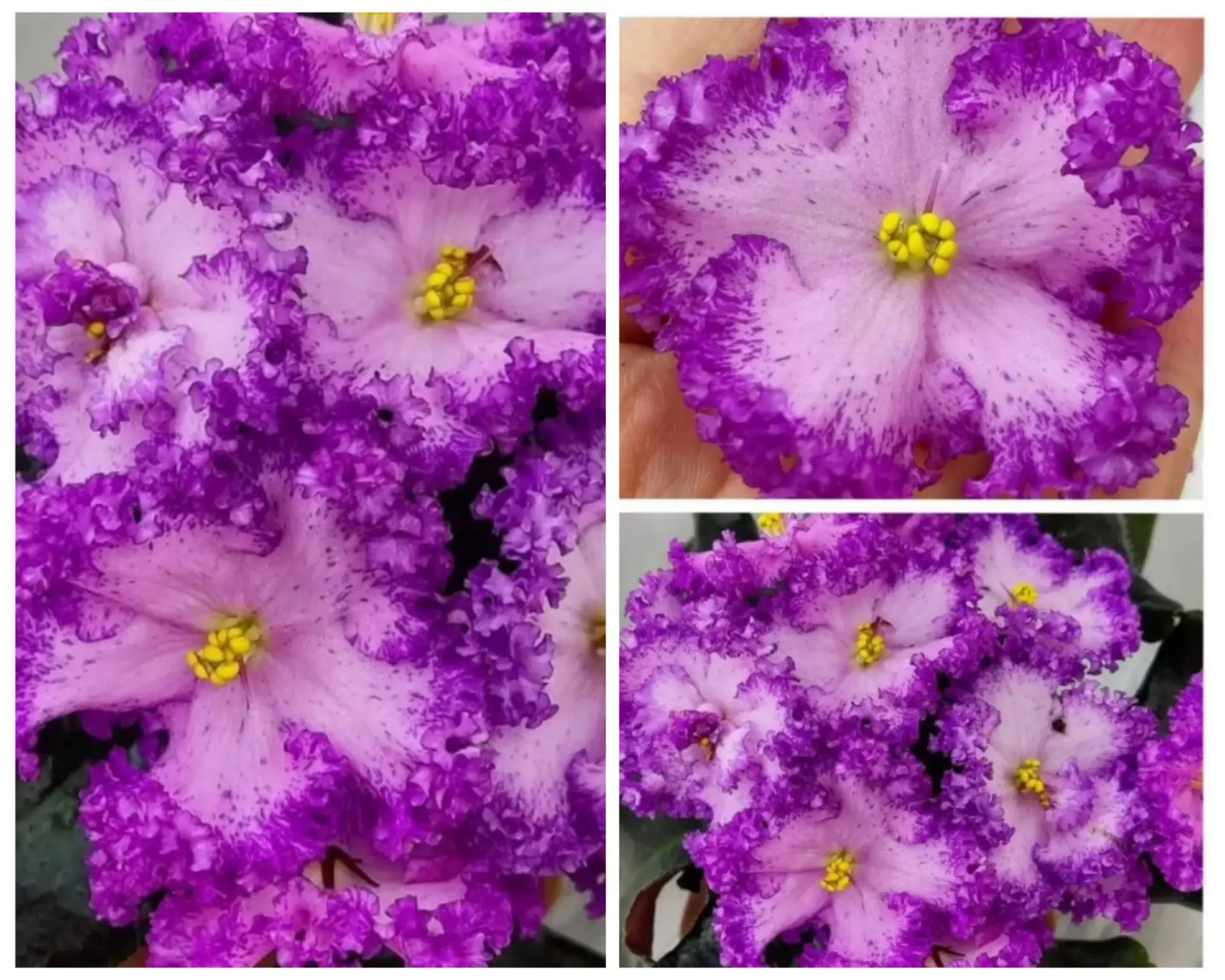 РС-Тропикана🌺💐🌺💥🍀 очень крупные розовые цветы с сильно гофрированной фуксиевой рюшей сорт цветё