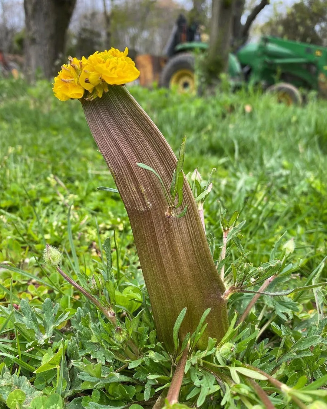 Мутанты 😱, болезнь или …на самом деле это природное явление безопасно! Фасциация - это морфологичес
