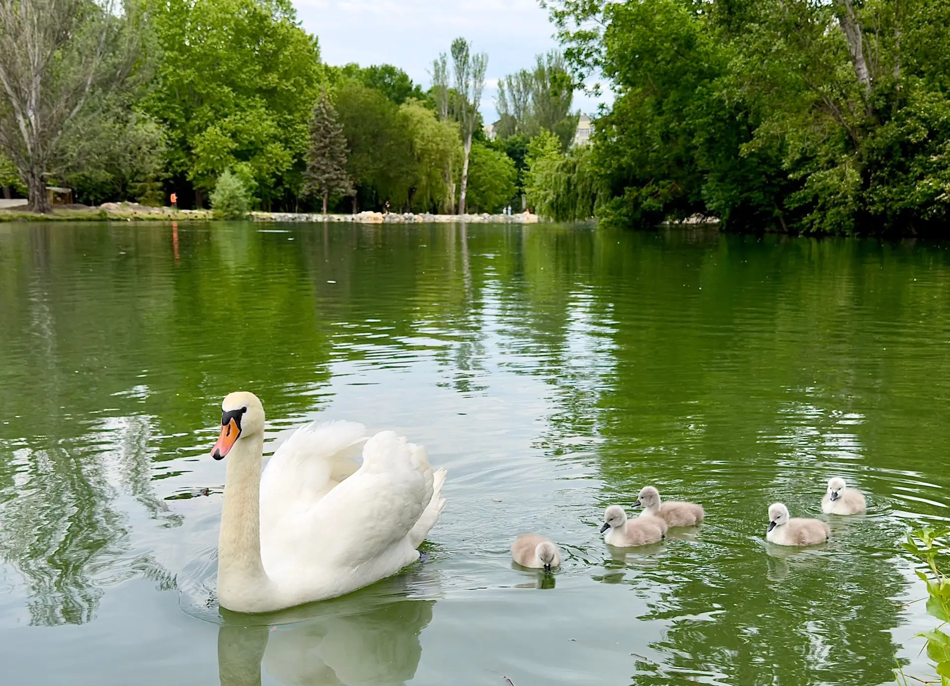 🦢 Спешим поделиться радостной новостью: на пруду в парке Гагарина вылупились лебедята!

Пять очаров