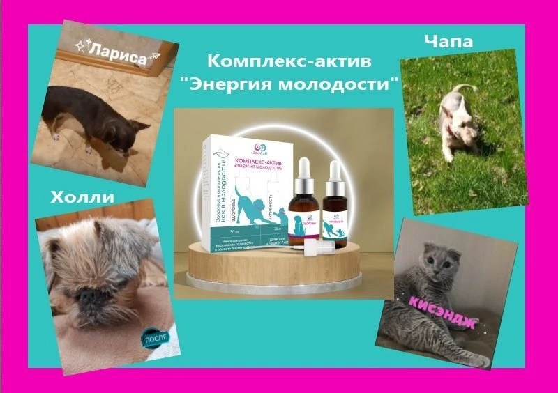 🍀 От «странностей» к радости: отзывы тех, кто уже помог своему питомцу с помощью Комплекса-актива "