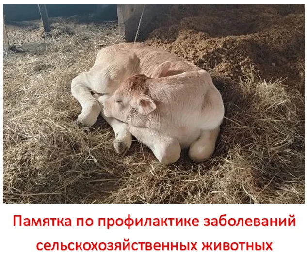 Профилактика заболеваний сельскохозяйственных животных включает обязательную регистрацию поголовья, 