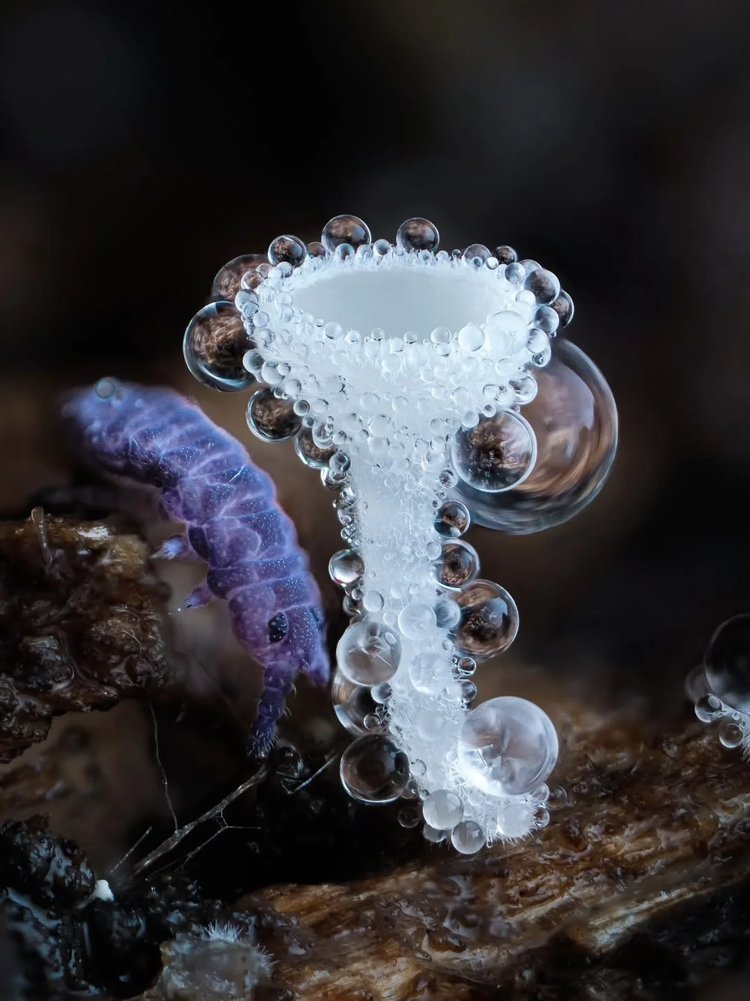 🍄✨ Целая вселенная размером с пару миллиметров.

Если бы мы могли уменьшиться до размеров муравья, 