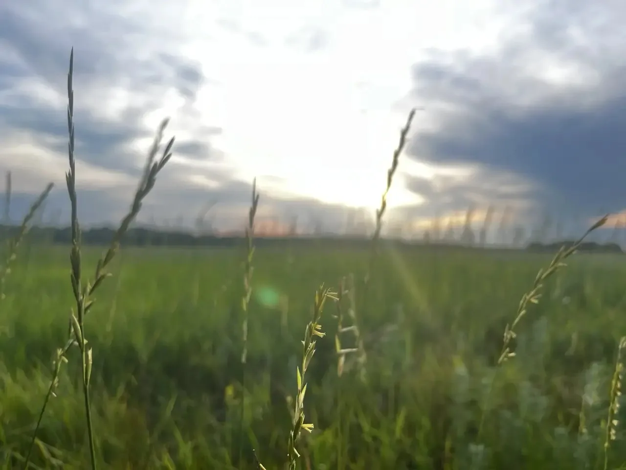 🌥️ Погода в Волгограде 21 июня 

🌡️ По прогнозам синоптиков, днем температура воздуха составит око