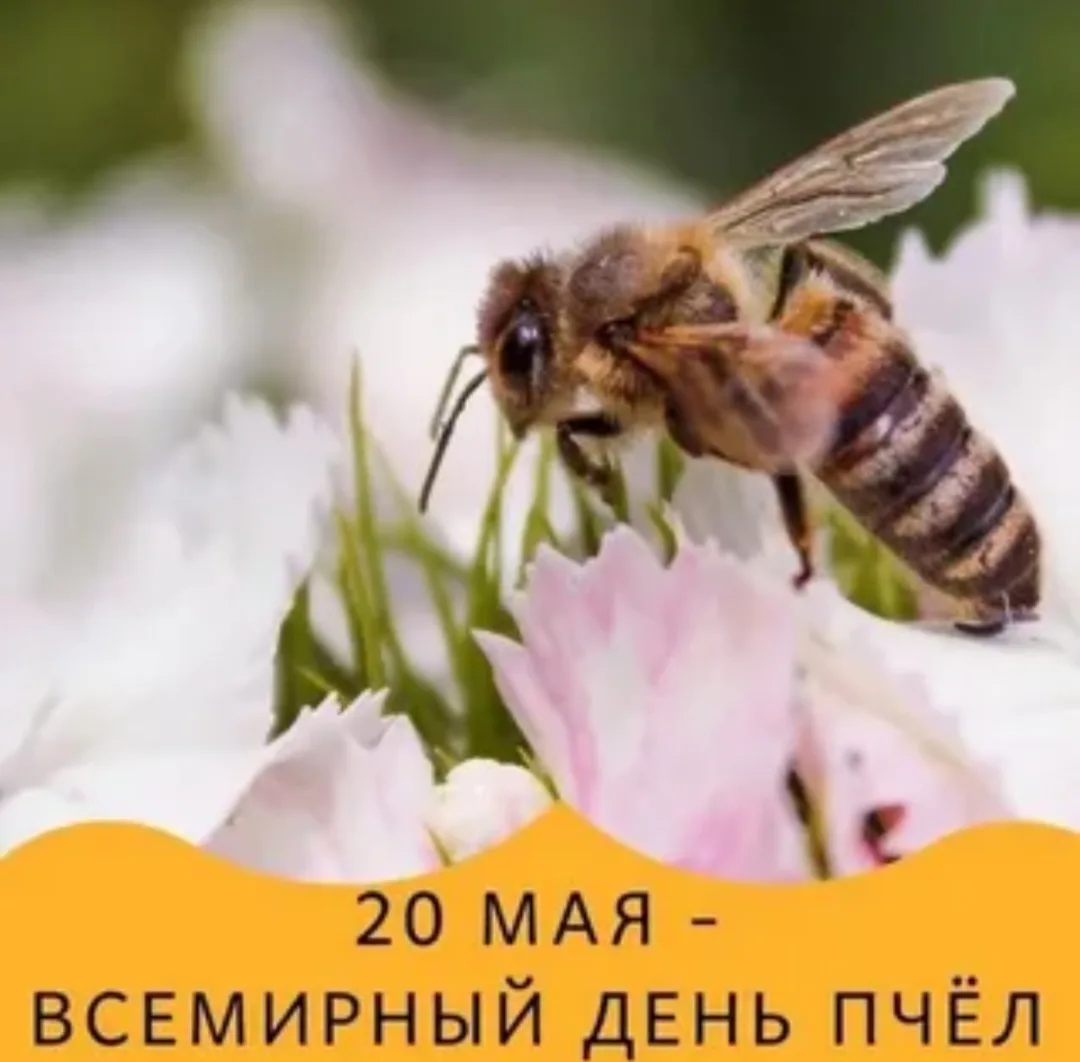 Союз пчеловодов России поздравляет всех людей с замечательным праздником - Всемирным днем пчёл.
Эти 