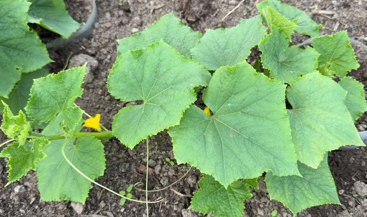 🥒 ОТ ПУСТОЦВЕТА на огурцах и кабачках помогает сразу!

Если цветков много, а завязей мало, помогите