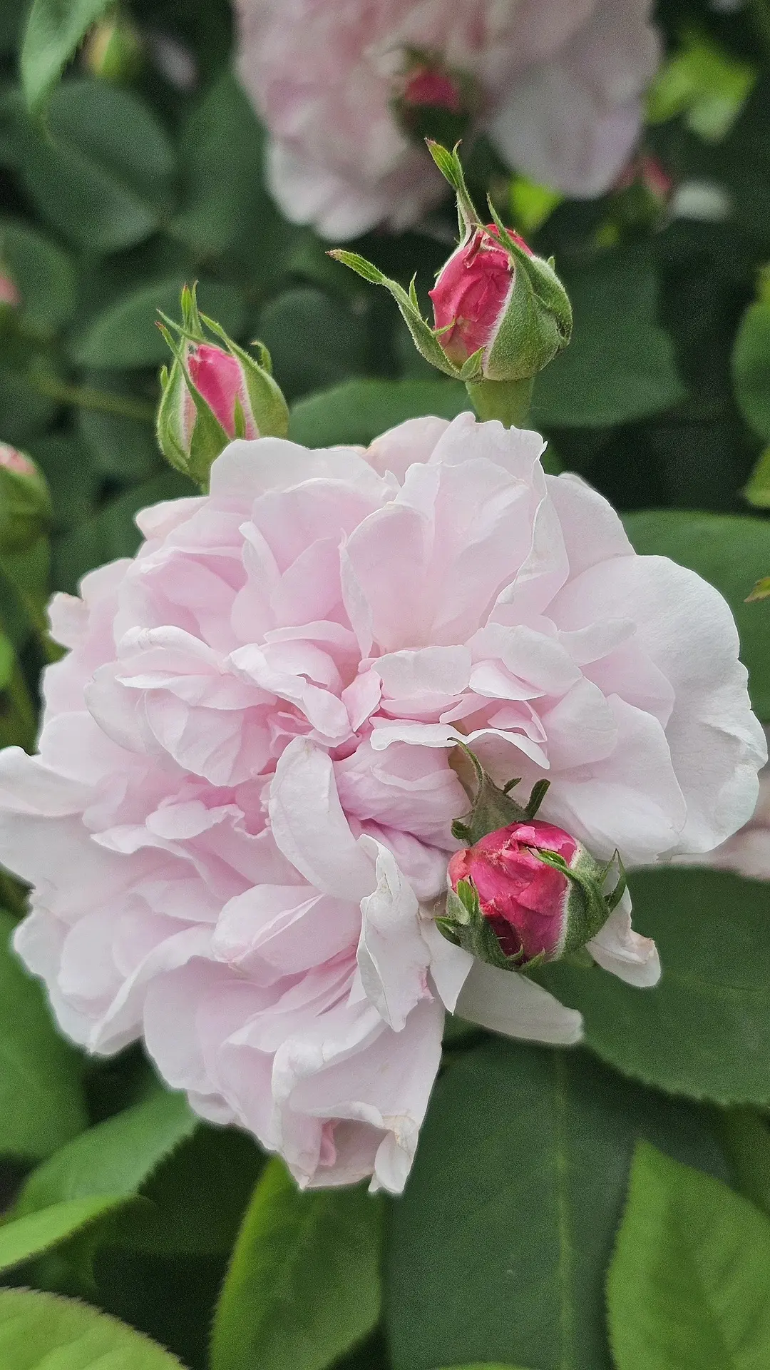 🌺 Розовое настроение 🌺

На сцену выходят королевы летнего сада — розы. Трепетные, гордые, благоуха