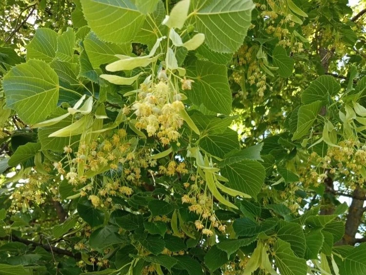 ☀️ Солнечная липа – сладкий аромат детства! ☀️

Сегодня наши "садоводы" отправились на сбор ароматно