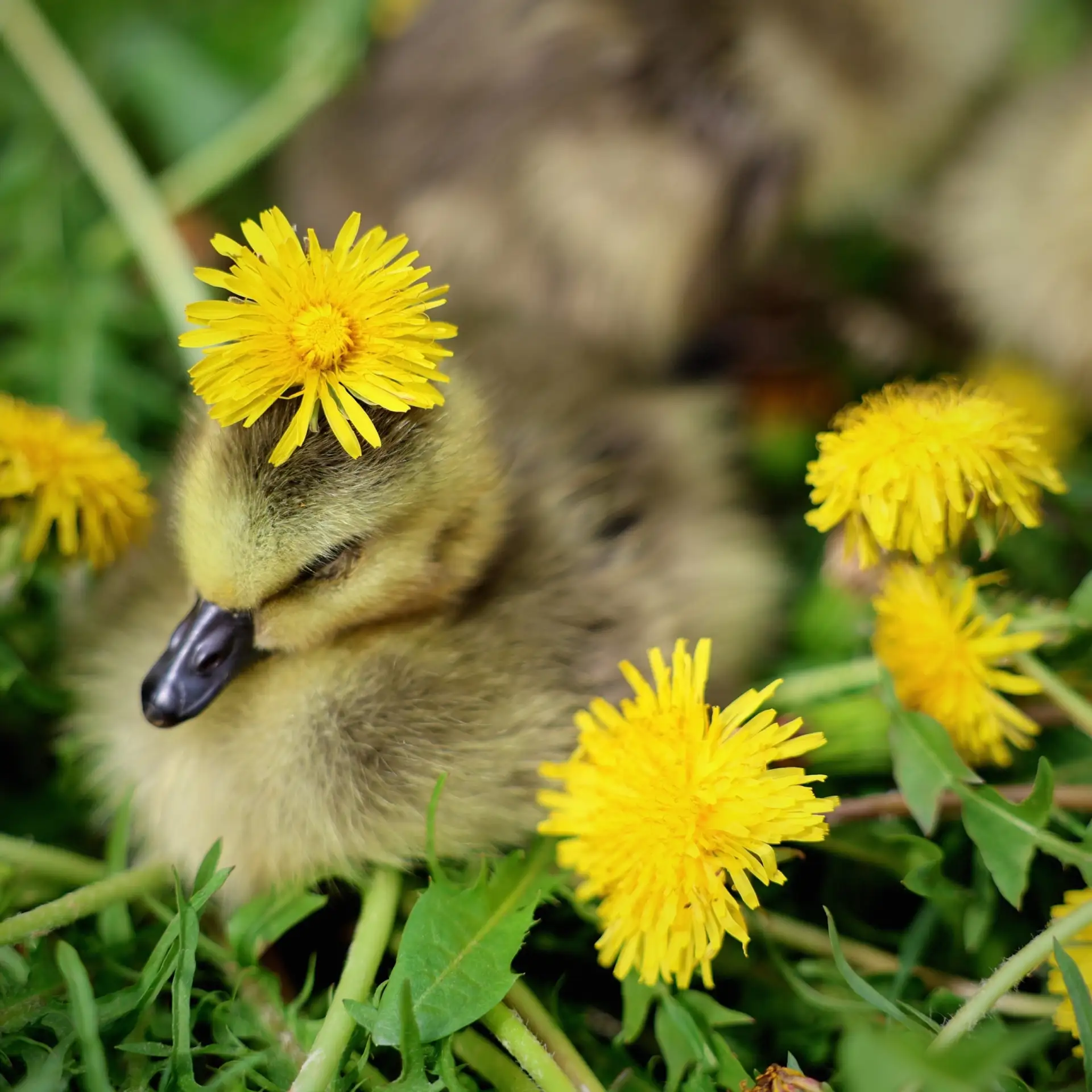 Показываем вам первую фотосессию малышей канадских казарок🐥

В начале мая на исторической территори