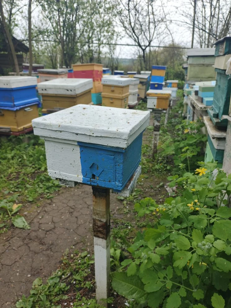 Пчеломатки: как вырастить королев при холодной погоде 🐝🌬️

Приветствую всех любителей пчёл и сладк