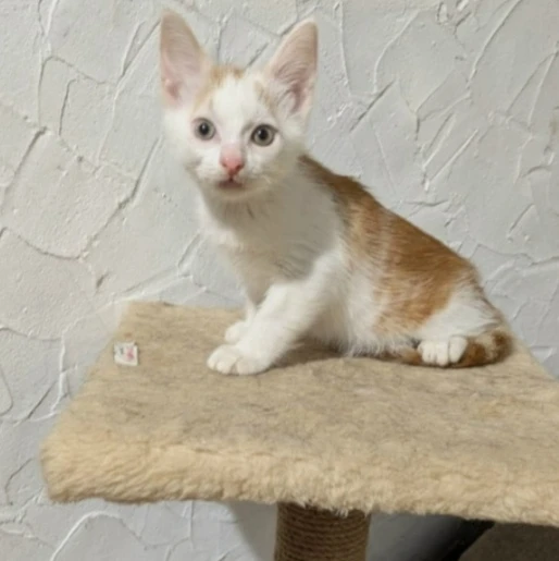 Минутка доброты ❤️

Котенок ищет свою семью.
Возраст 2 месяца, мальчик.
Лоток знает на отлично.
+7 9