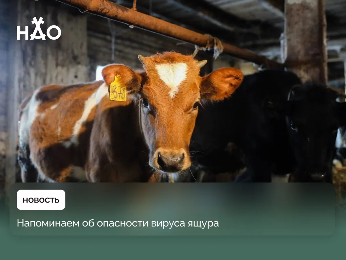 ​Напоминаем об опасности вируса ящура

Ящур — острое вирусное заболевание, преимущественно поражаю