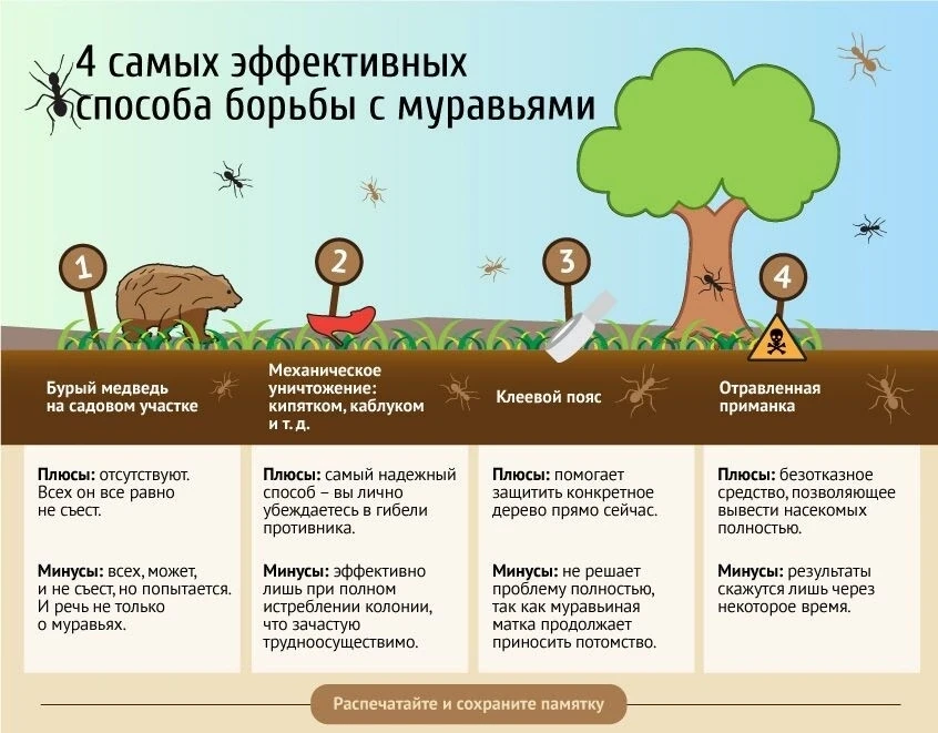 Муравьи на участке — неоднозначные соседи. С одной стороны, они рыхлят почву и уничтожают некоторых 