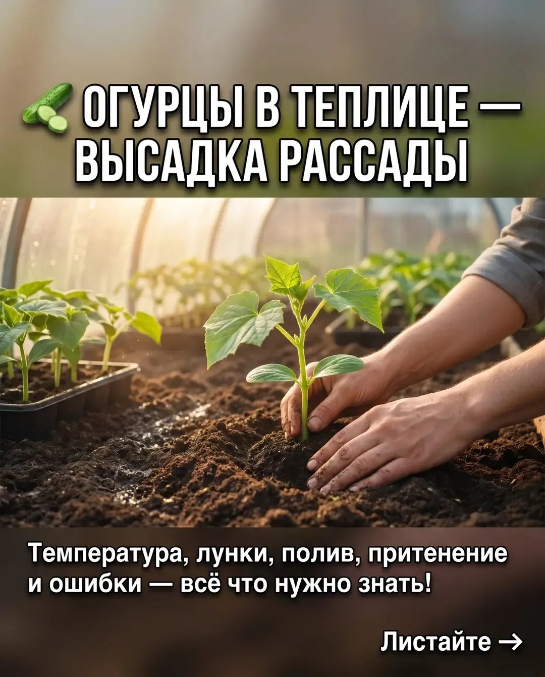 Огурцы в теплице — высадка рассады 🥒

Главная ошибка — высадить огурцы слишком рано.
Они любят тепл