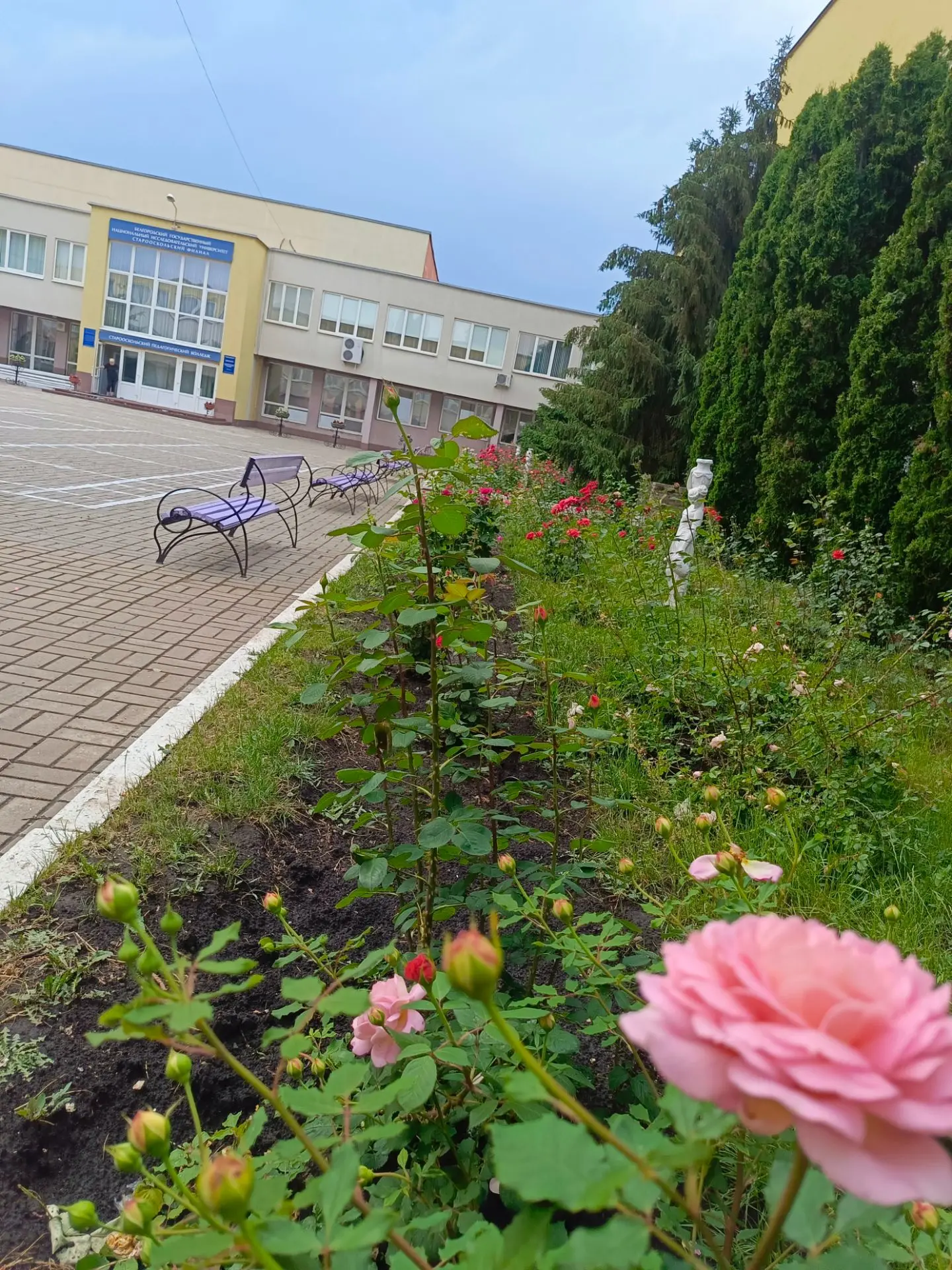 Посмотрите на красоту нашего розария🌹.

Он был заложен в 2010 году (год 55 Великой Победы) после ре