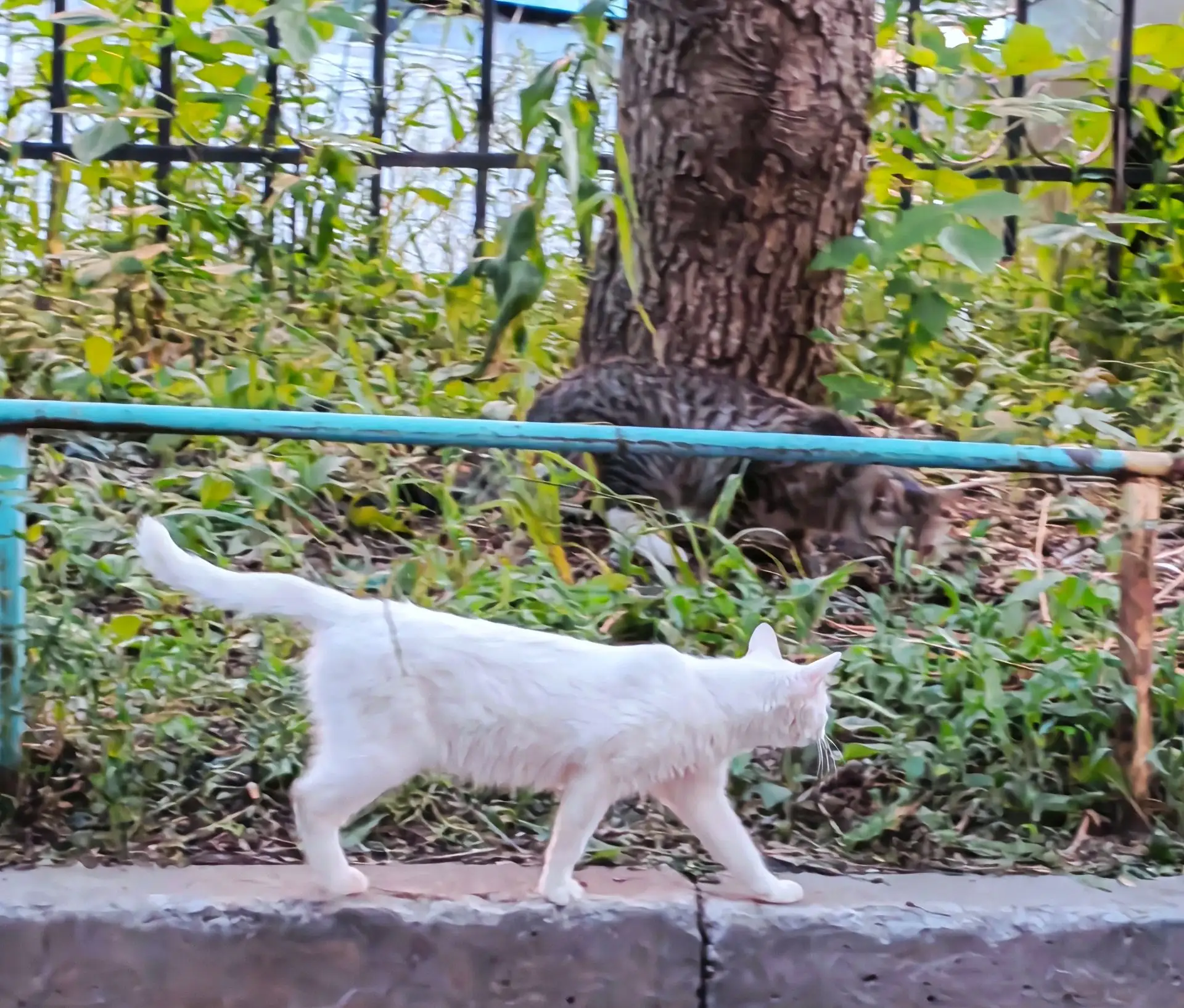 Сколько котов на фото?