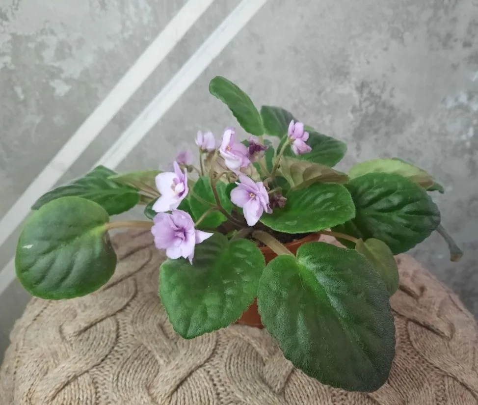 В наличии

Фиалка Jolly Lilac

Где есть фиалка, там уютно и тепло

800 руб