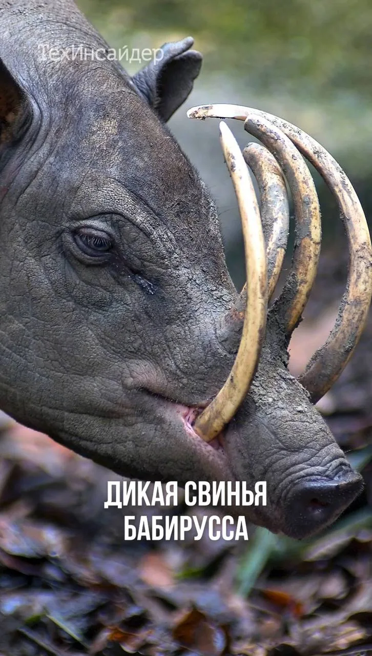 Опаснее этого зверя только...две пары его собственных клыков!

Спорим, вы никогда не слышали об этом