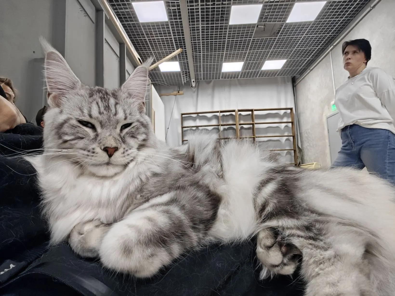 Покажу вам своего кота, надо же с чего-то начать канал по RF Online