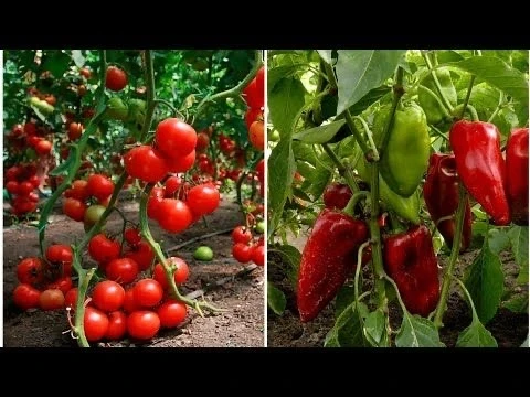 🌿 Зольный настой для томатов и перца 

Зола — одно из самых популярных натуральных удобрений для то