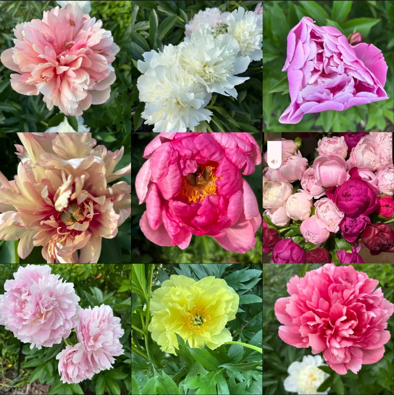 Пионы трудно получить равнодушно. В них слишком много жизни. 

🌸 Они не появляются в пространстве н