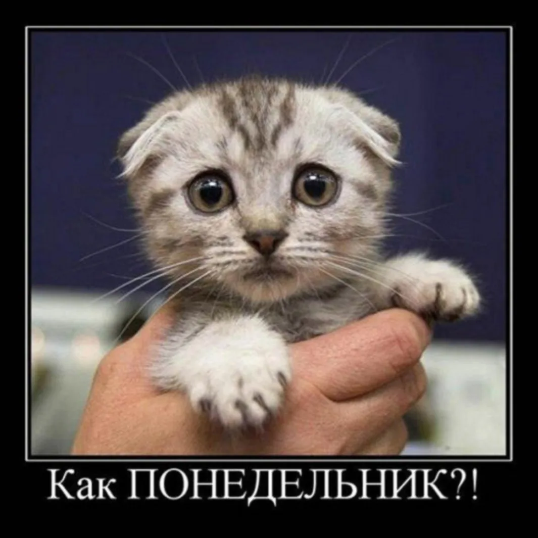 Установка на сегодня..
🤯 Понедельник — это день, когда даже твой будильник смотрит на тебя с жалост