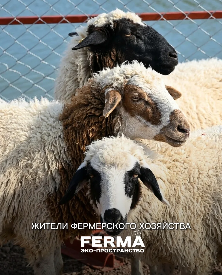 😍 Знакомьтесь: обитатели нашей «Светлой фермы»

В эко-пространстве «FERMA» вы можете посетить ферме