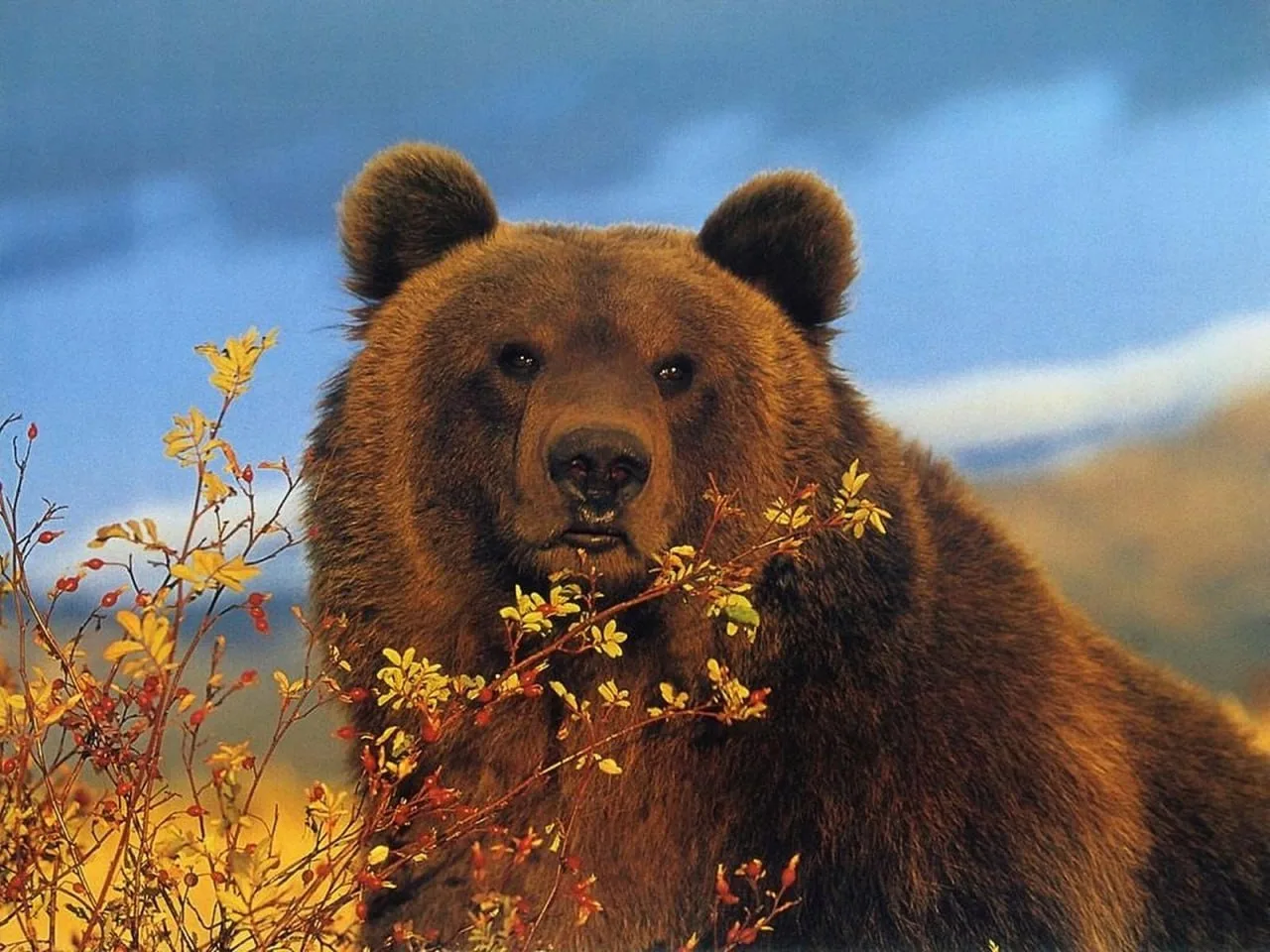 🐻 Памятка по профилактике конфликтных ситуаций при встрече с бурым медведем:

🔺 В случае встречи с