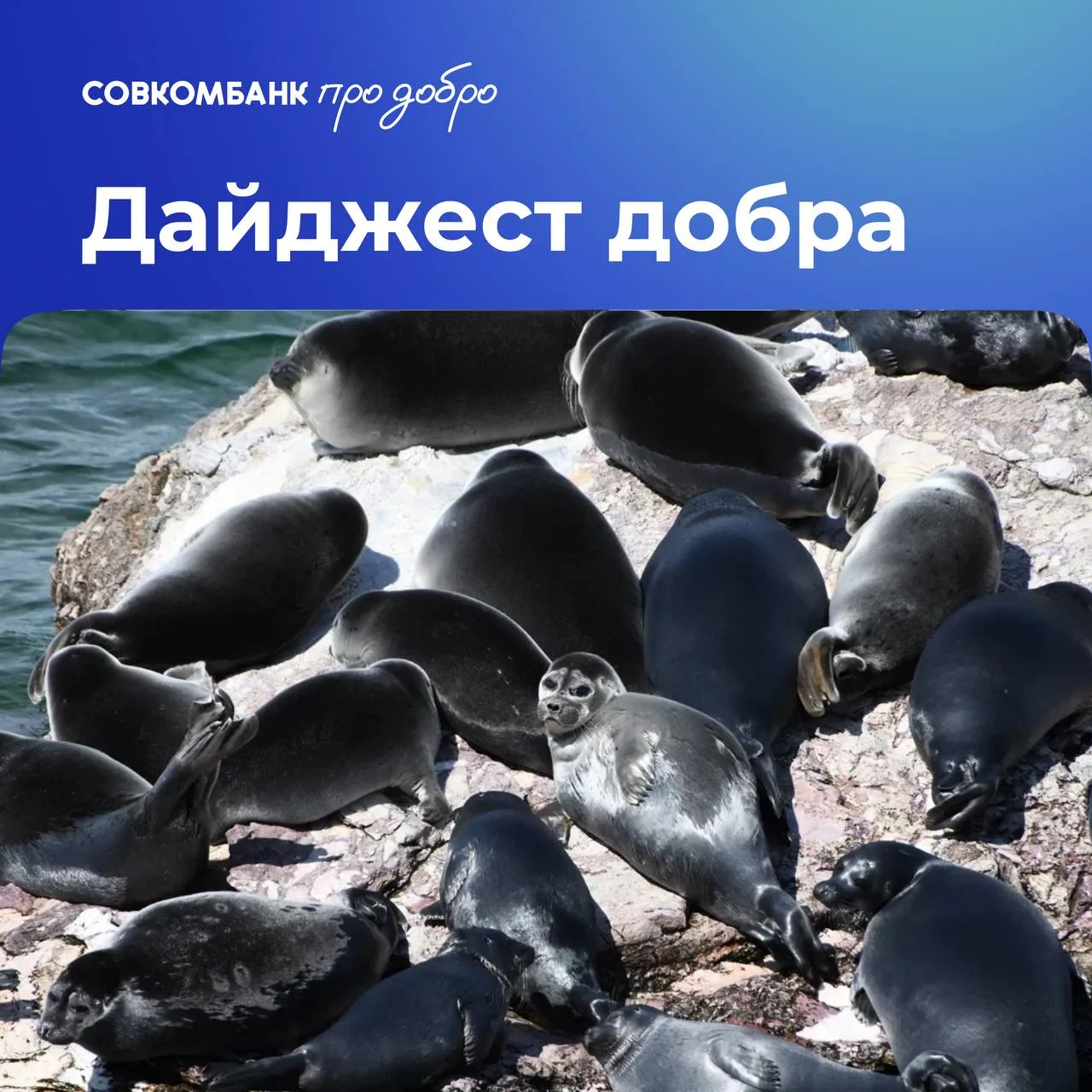❤️ Дайджест добра 
Пользователи благотворительной платформы «Совкомбанк про добро» сделали пожертвов