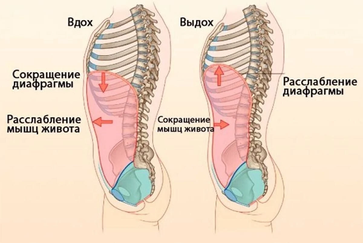 КАК ДЫХАНИЕ ВЛИЯЕТ НА ТОНУС МЫШЦ ЖИВОТА? 

Дыхание и мышцы живота связаны сильнее, чем кажется. 

Мн