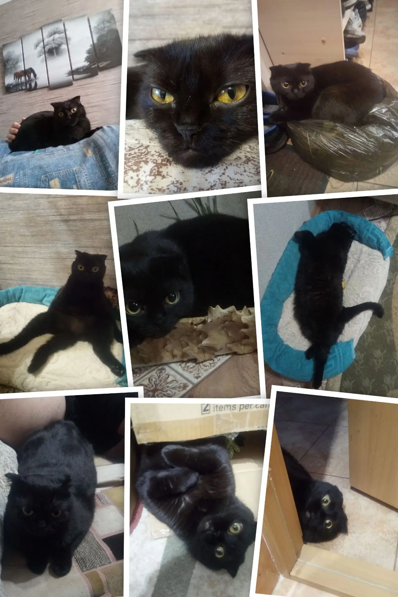 🐈‍⬛ Говорят, не повезет,
Если черный кот дорогу перейдет,
А пока наоборот
Только черному коту и не 