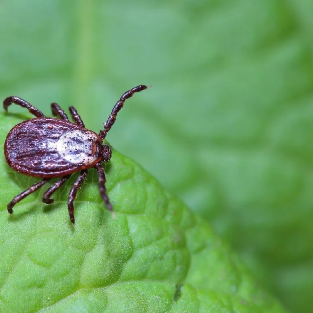 🕷️ Второй пик активности клещей в Москве и области начнётся в августе — и продлится до середины осе