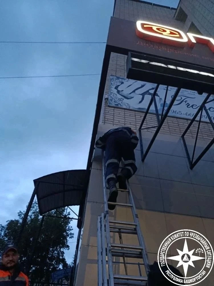 В Уфе спасатели сняли кошку с рекламного щита.

Необычный вызов поступил в Госкомитет РБ по ЧС. Пуши