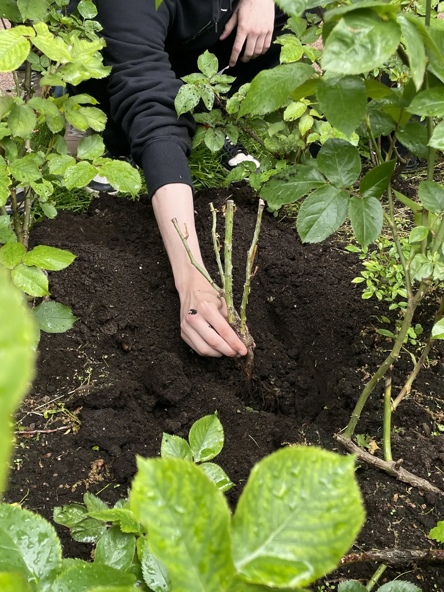 🧑🏻‍🌾🌹Выпускники лицея посадили розы в Аничковом саду

29 мая выпускники 11-х классов Аничкова ли