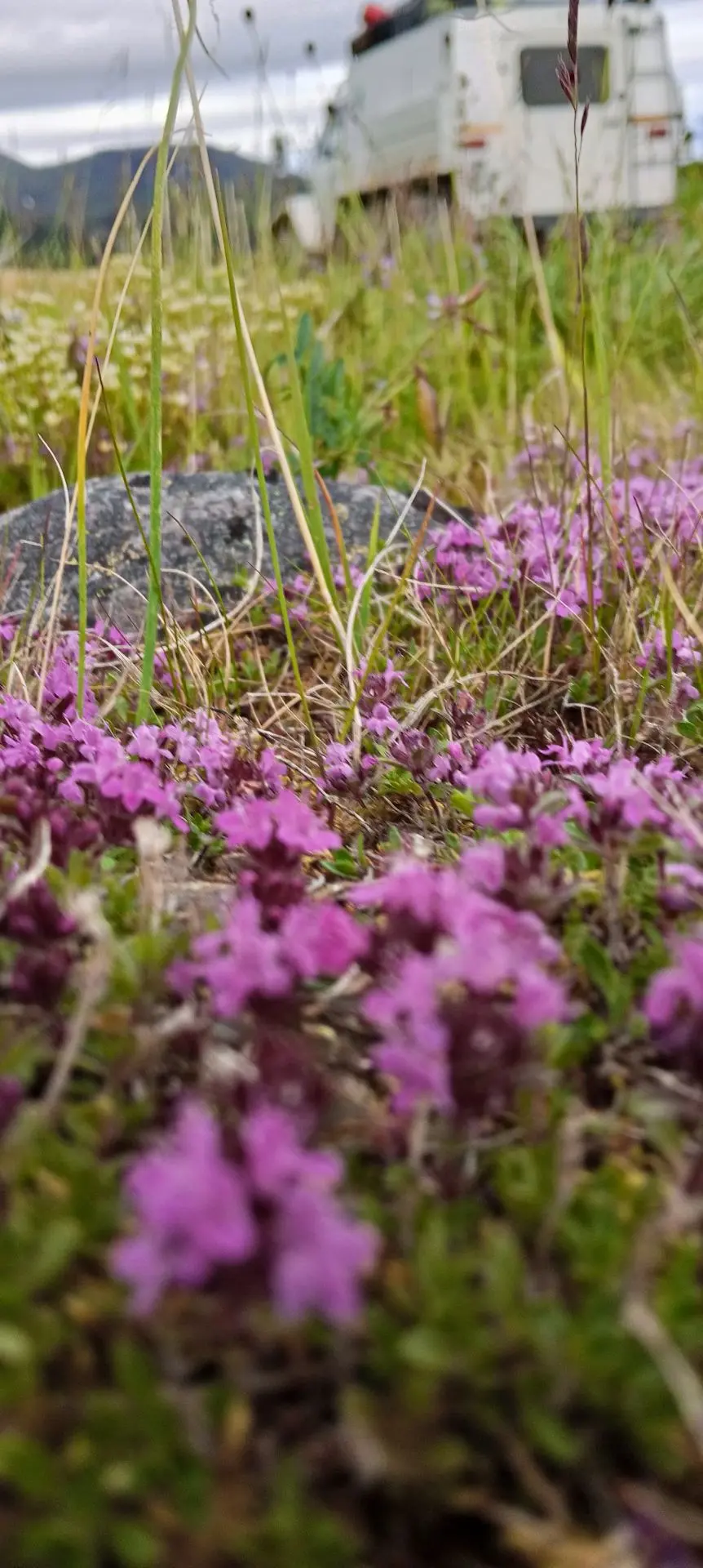 🌸 В Нефритовой долине началась весна! 🌸

Пока в городах лето уже набирает обороты, на Полярном Ура