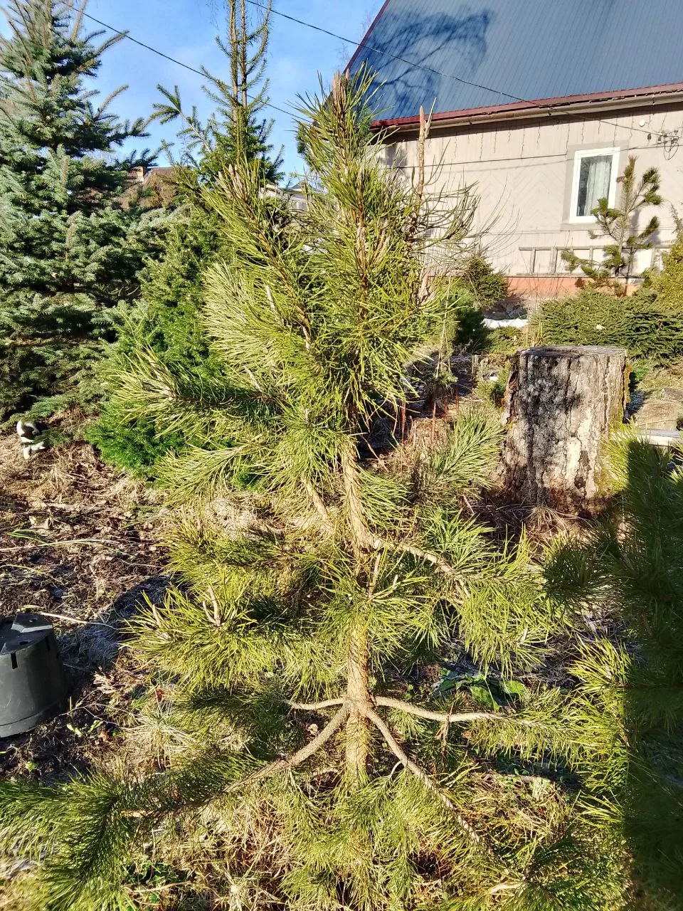 РАСТЕНИЕ ДНЯ

Pinus contorta var.murrayana
Сосна скрученная, разновидность Муррея

Ленинградская обл