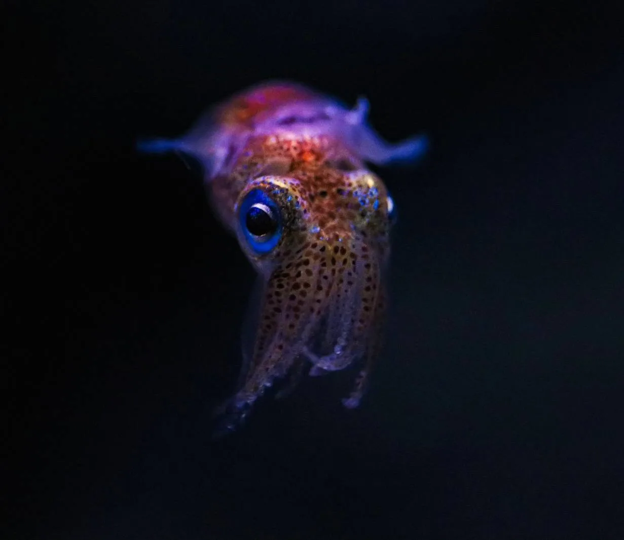 🐙Сепиолу двурогую вернули на экспозицию

Головоногий моллюск Sepiola birostrata, близкий родственни