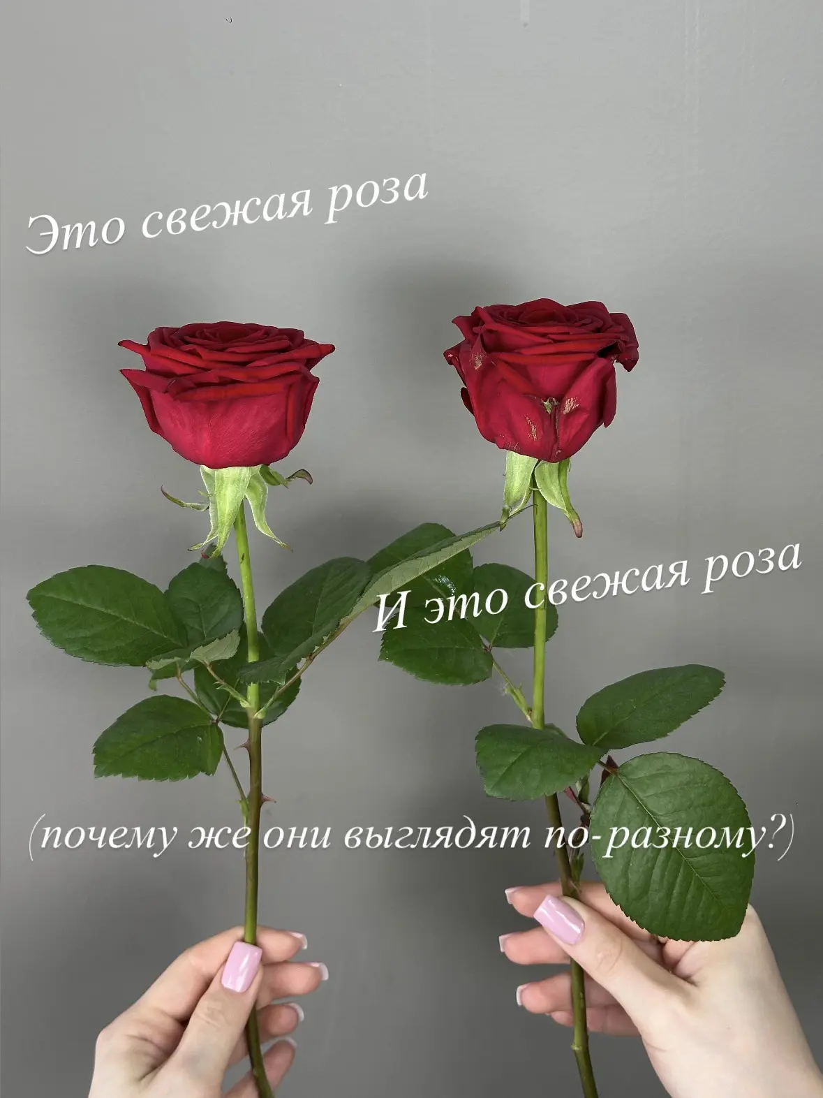 Свежие розы 🌹 

Почему же они выглядят по-разному? Читайте в карусели👉🏻

Для заказа пишите 👉 МАХ