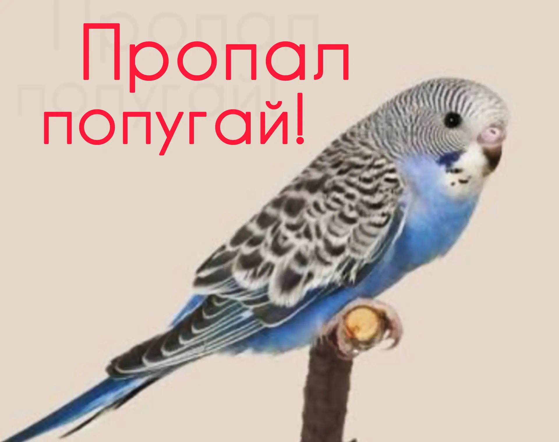 Пожалуйста, сообщите, если нашли или видели. Дети очень переживают.
+79155789322

Автор: Наталья ул 