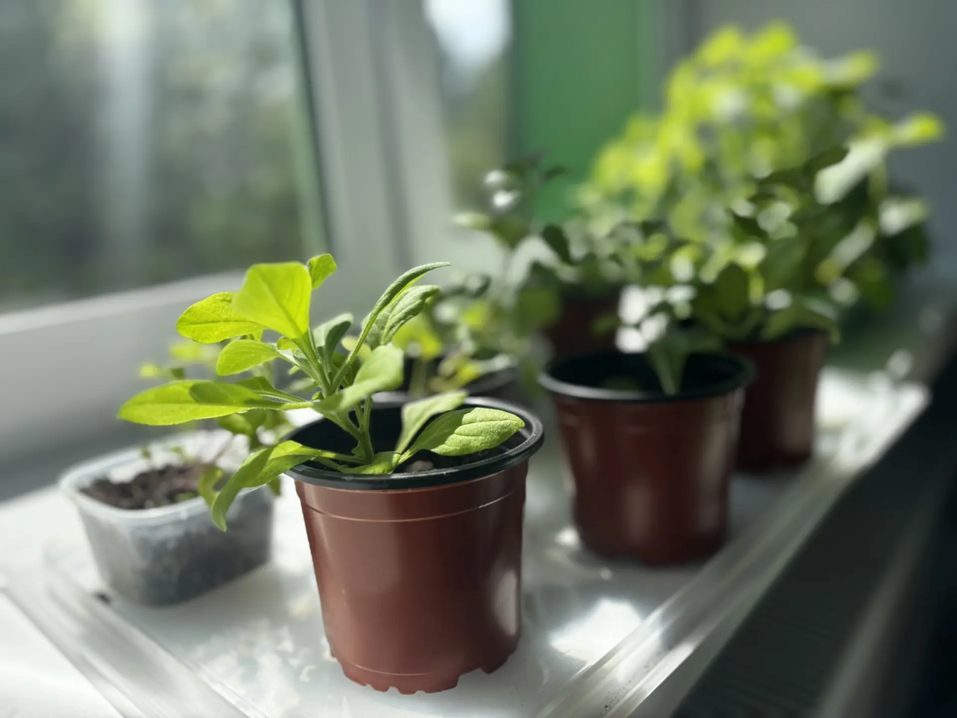 Весенние посевы рассады и цветов от Агрокласса 🌿 

Совсем скоро ребята произведут высадку рассады в