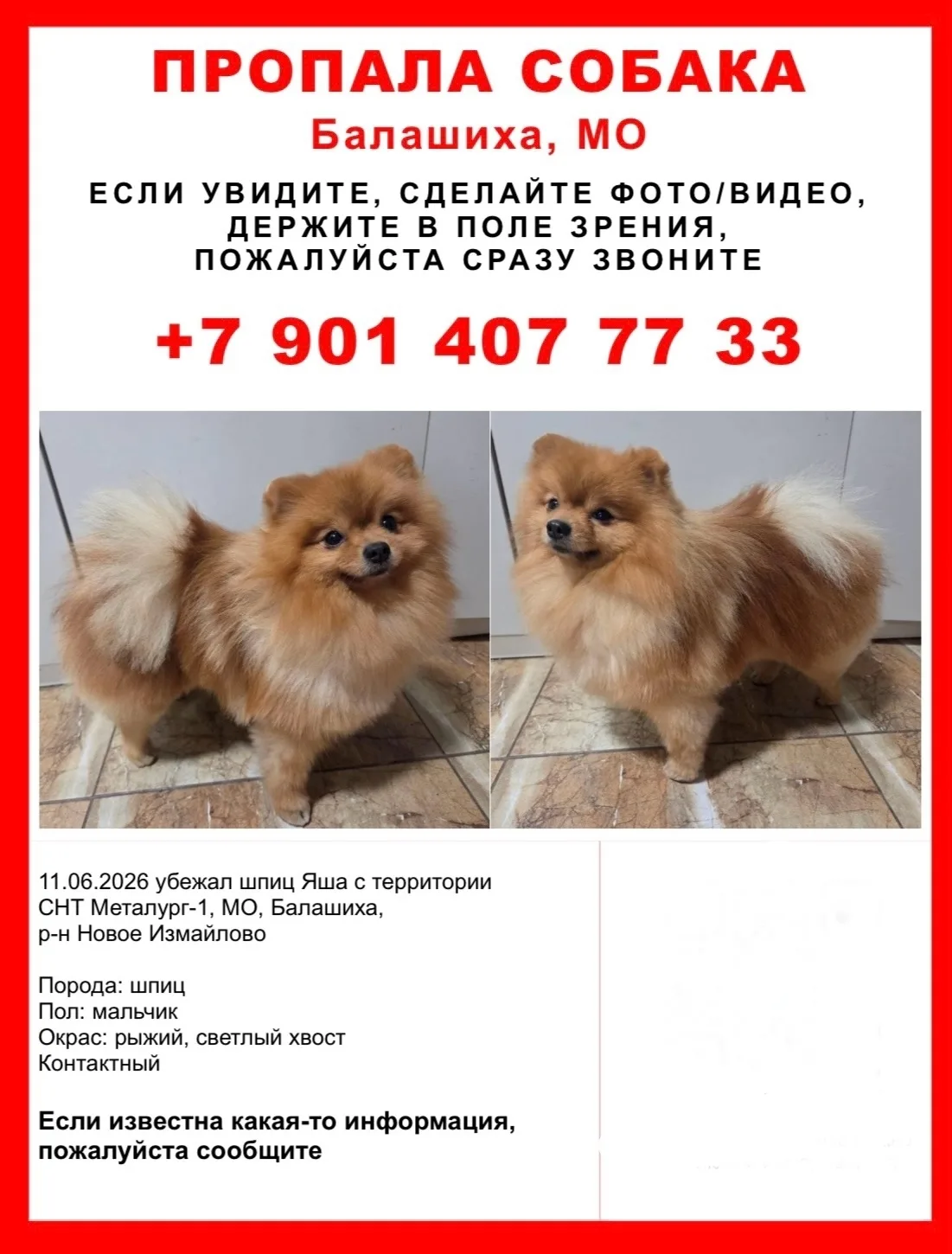 ПРОПАЛА СОБАКА ШПИЦ💔🙏🏽

📍МО, Балашиха, 
р-н Новое Измайлово, СНТ Металлург-1
11.06.26

Кобель, 2