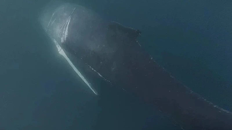 🐋 В освобождении кита из сетей в Мурманской области поучаствуют сахалинские спасатели «Друзья океан